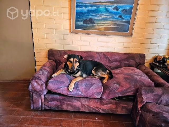 Doy en adopción