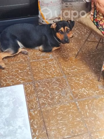 Doy en adopción