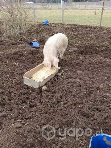 Cerdo