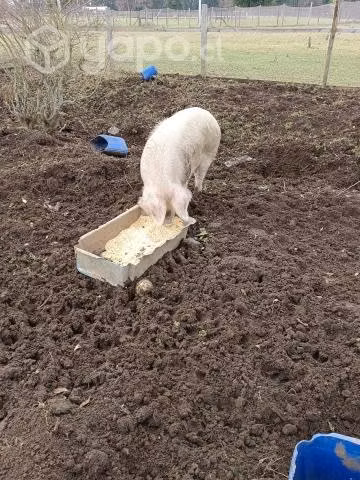 Cerdo hembra