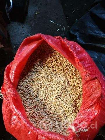 Avena - Imagen 2