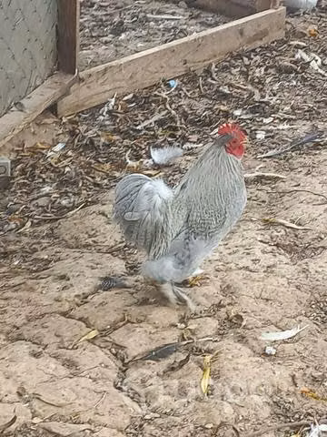 Pollos cochinchinos lavanda - Imagen 3