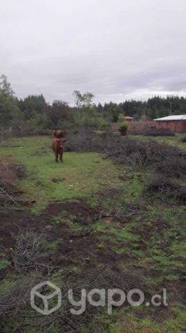 Terreno saltos del laja - Imagen 2