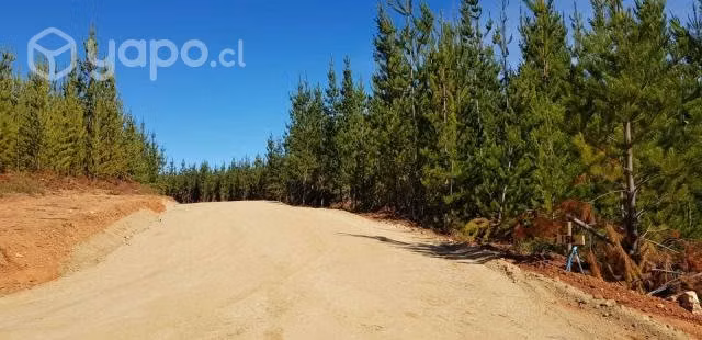Terreno 5000 m2 a 20 minutos de Pichilemu