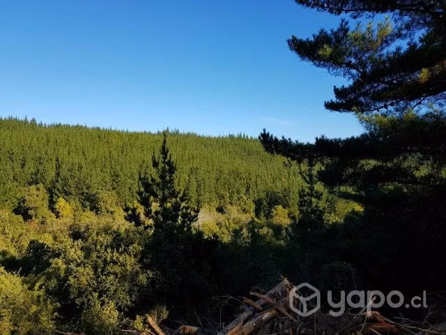 Terreno 5000 m2 a 20 minutos de Pichilemu