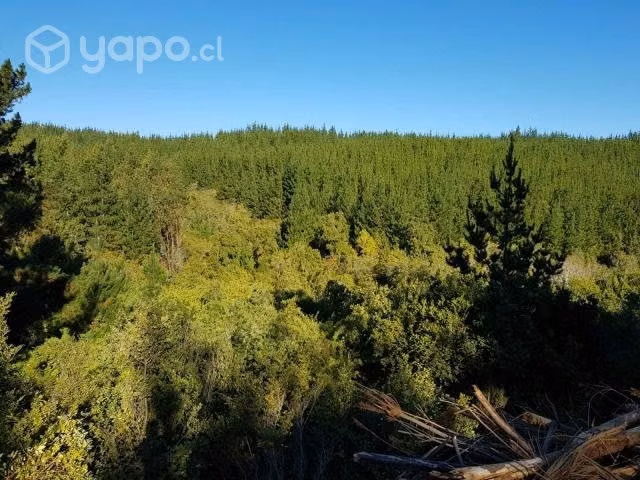 Terreno 5000 m2 a 20 minutos de Pichilemu