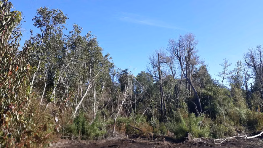 Se vende parcela a 8 minutos de Villarrica Putue