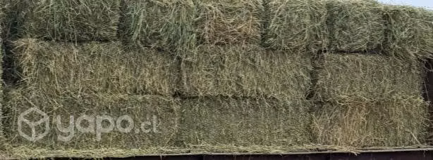 Fardos de alfalfa