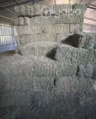 Fardos de alfalfa