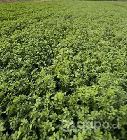 Fardos de alfalfa