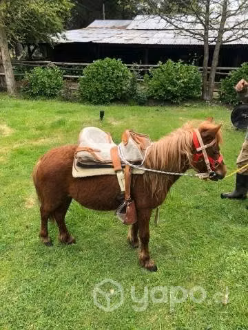 Caballo pony