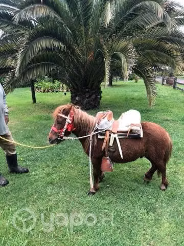 Caballo pony