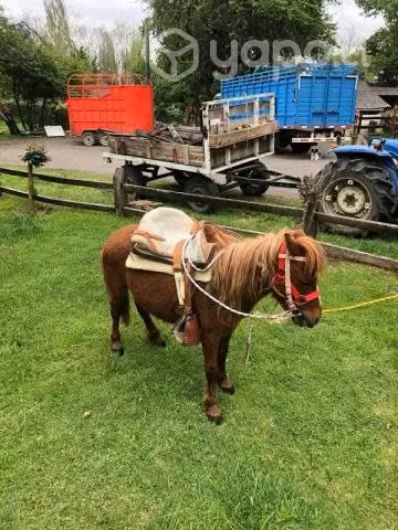 Caballo pony