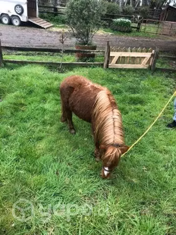 Caballo pony