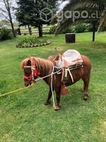 Caballo pony