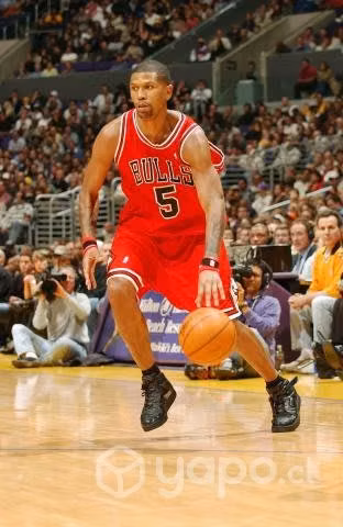 Chicago Bull