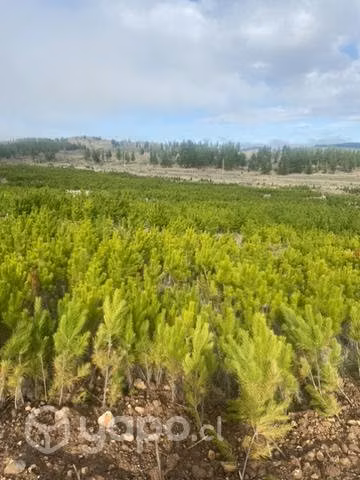 Terreno cauquenes - Imagen 2