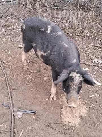 Chancha