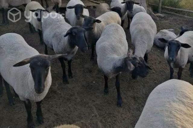 1 carnero más 11 ovejas