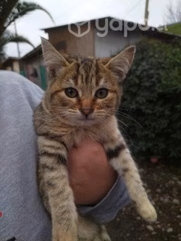 Se regalan gatitos de 4 meses y medio. - Imagen 3