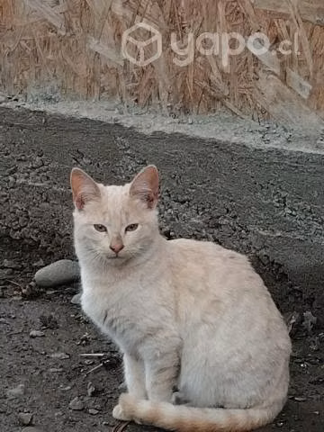 Se regalan gatitos de 4 meses y medio. - Imagen 2