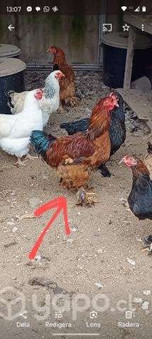 Gallos - Imagen 2