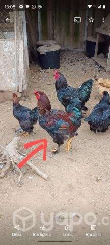 Gallos - Imagen 3