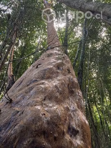 Parcela orilla lago Tarahuín a 10 minutos de Cho