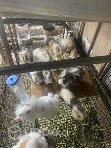 Cuyos