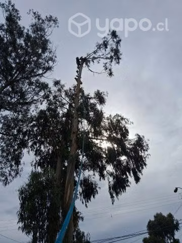 Tala y servicio de árboles,corte Palmeras poda jar