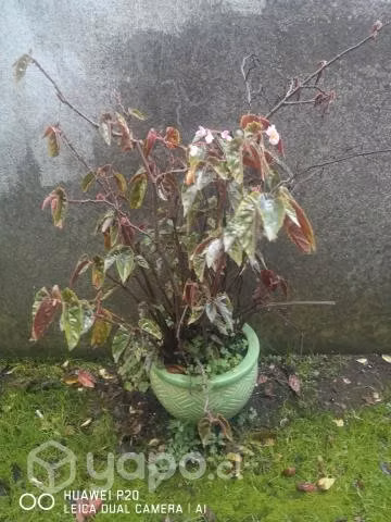 Plantas