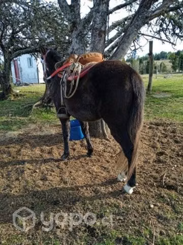 Yeguita chica de 3 años - Imagen 6