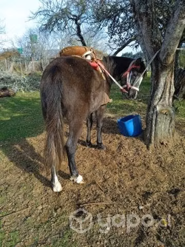 Yeguita chica de 3 años