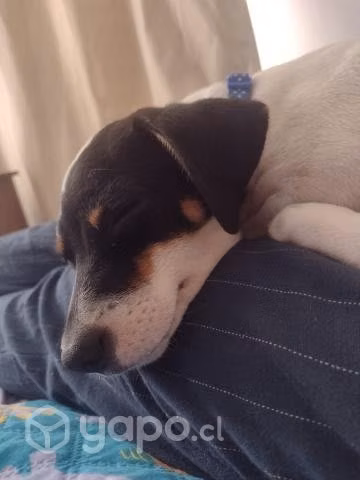 Adopción