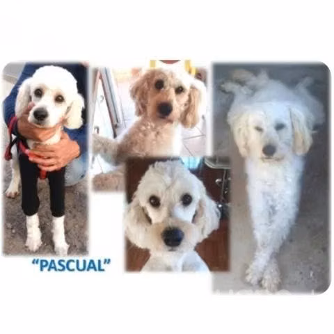 Adopción de perrito. Solo reales interesados