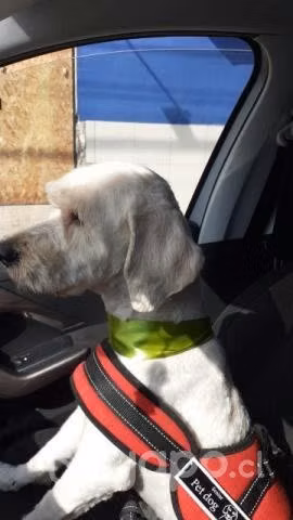 Adopción de perrito. Solo reales interesados