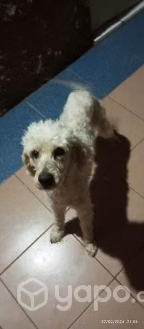 Adopción de perrito. Solo reales interesados