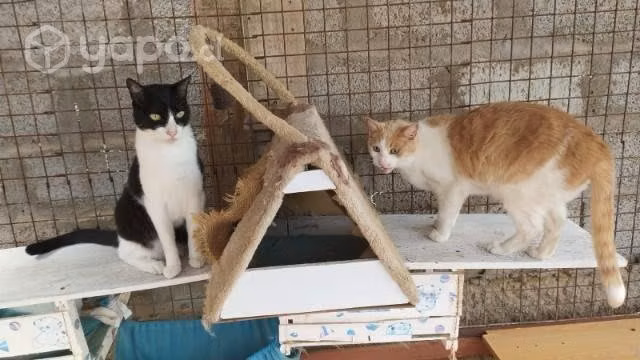 Adopción de gatos. Solo reales interesados