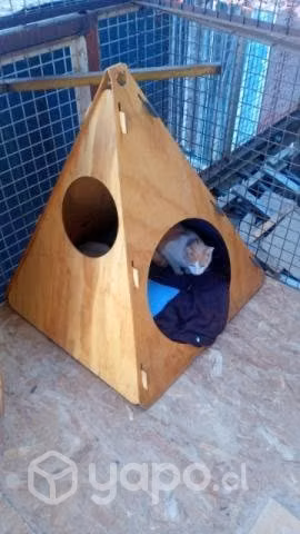 Adopción de gatos. Solo reales interesados
