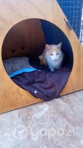 Adopción de gatos. Solo reales interesados