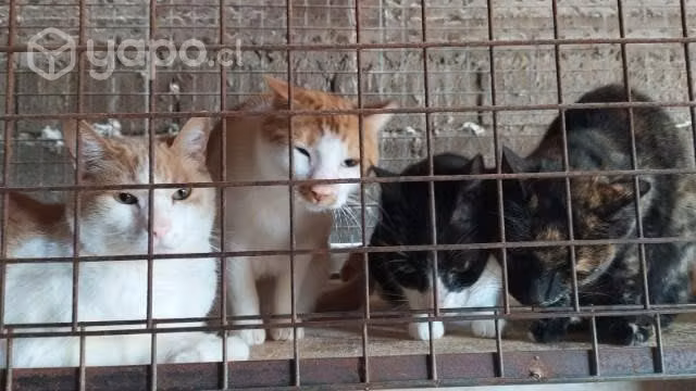 Adopción de gatos. Solo reales interesados