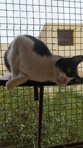 Adopción de gatos. Solo reales interesados