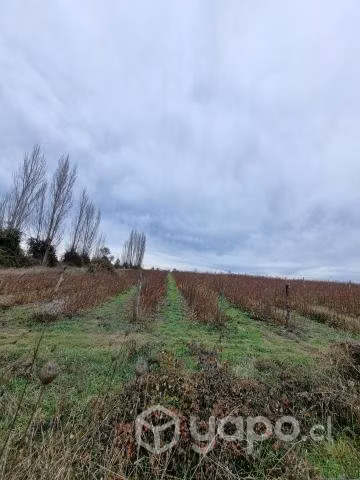 Vendo parcela 5mil metros2 - Imagen 2