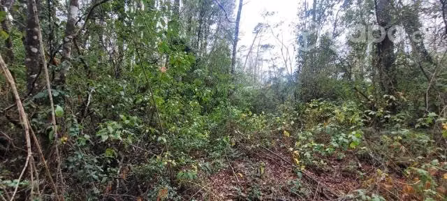 Parcela En Villarrica, Molco Alto