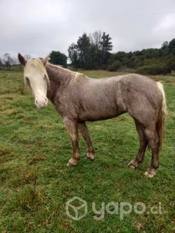 Potranca 3 años