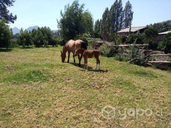 Casa en venta por cambio de ciudad - Imagen 5