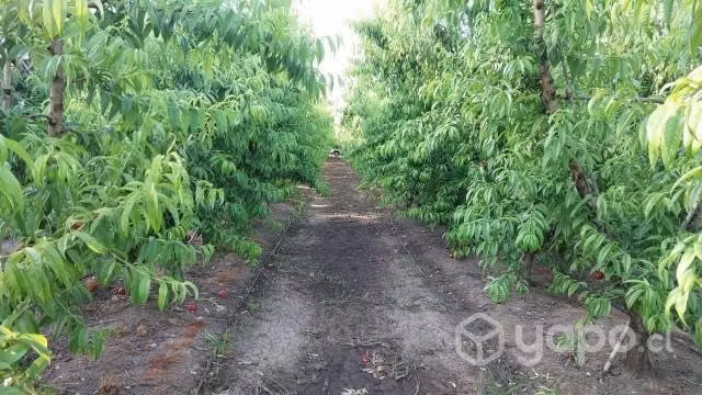 Terreno agricola