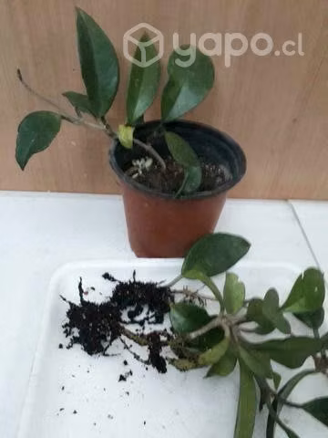 Suculenta clepias $5000