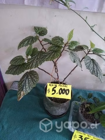 Plantas de interior