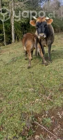Vaca parida